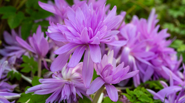 Closeup of Water Lily bloom