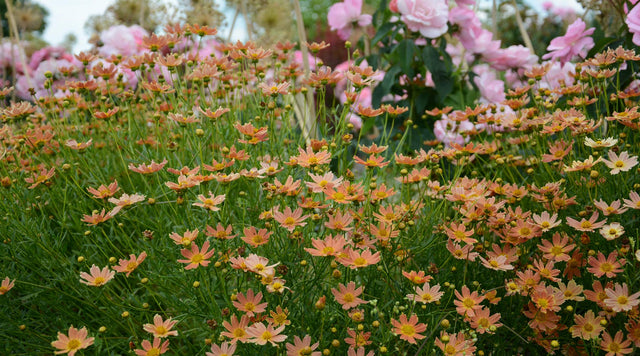 Coreopsis creme flowers in meadow