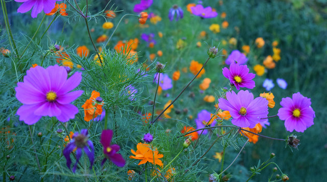 low maintenance landscaping with wildflowers, Cosmos