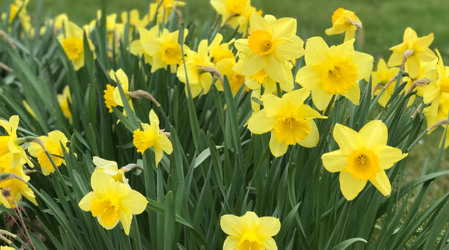 Yellow daffodil blooms