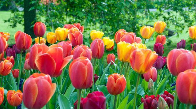 Red Oxford & Golden Oxford Tulips