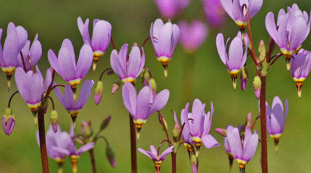 Shooting Star Blooms