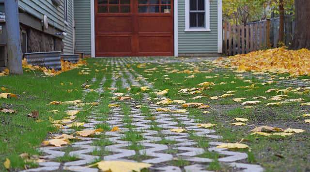 grass driveway, grass growing
