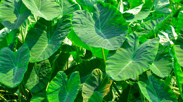 all about elephant ears