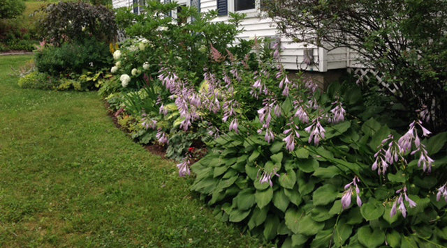 Shade garden next to white house