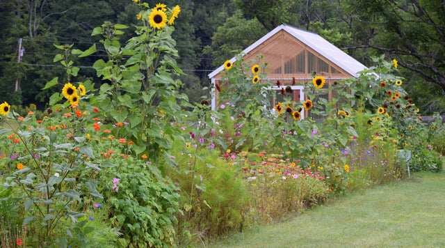 Greenhouse behind garden of sunflowers