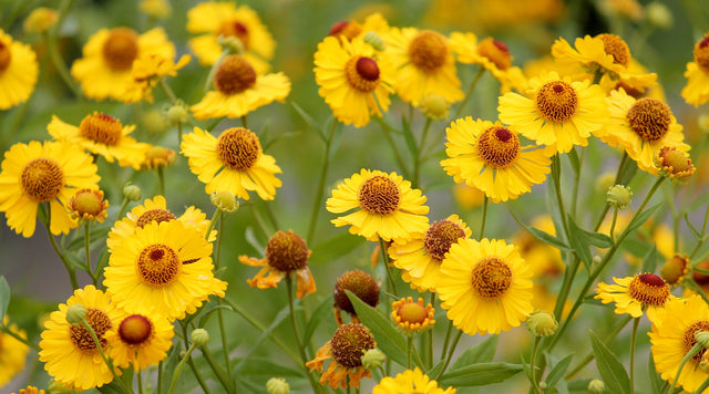 Helenium Autumnale
