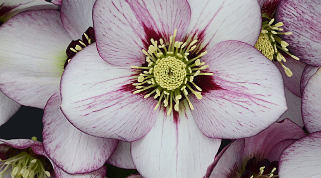 closeup of lenten rose bloom