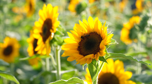 Bee on sunflower