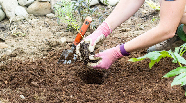 Planting a young perennial plant in the garden.