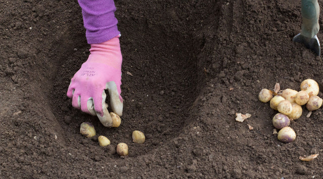 Person planting Wood Hyacinth bulbs