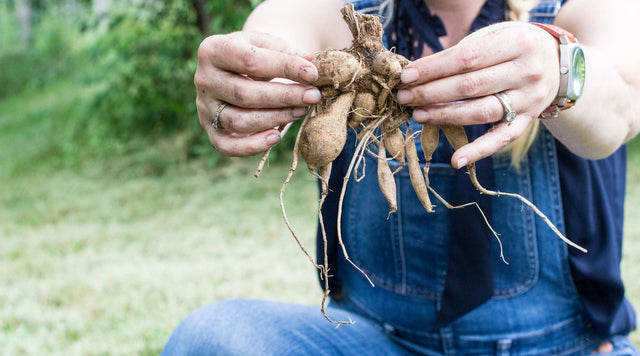 Person holding tuber in dirty hands