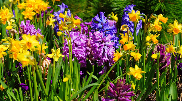 daffodils and hyacinth blooming in garden