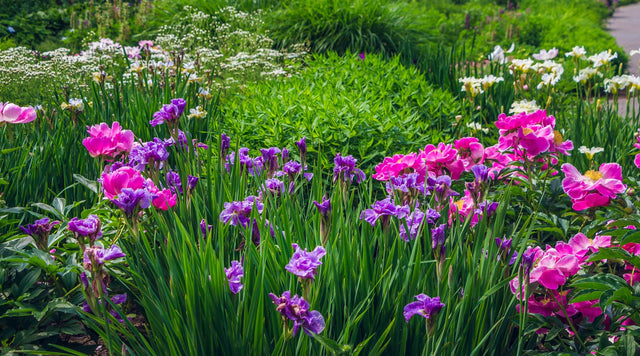 Peony and Iris blooming in the garden