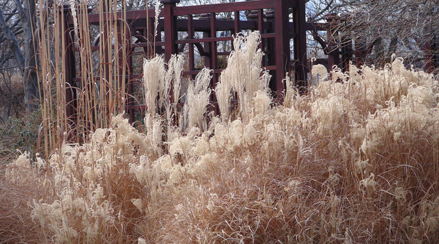 ornamental grasses in winter - miscanthus grass