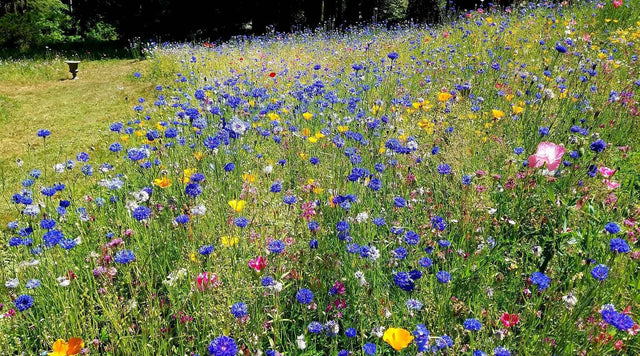 Pacific Northwest Wildflower Seed Mix