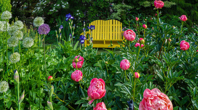Peony, Allium and Iris blooming in front of garden bench