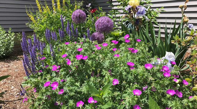 Bearded Iris Companion Plants