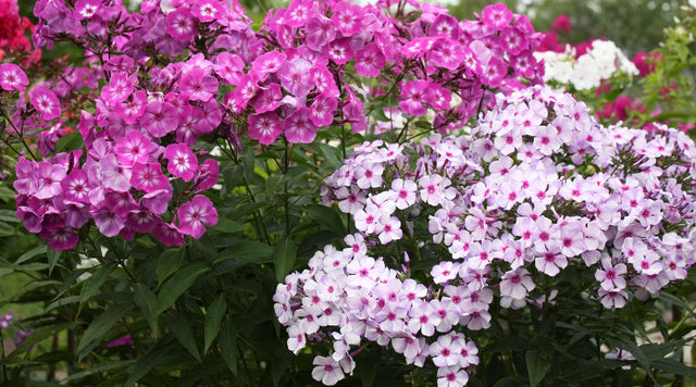 Control Powdery Mildew:  Pink Garden Phlox