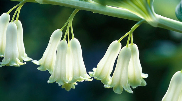 Solomon's Seal blooms