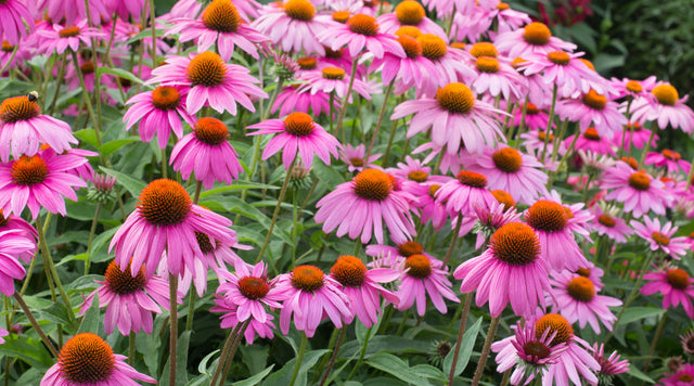 PowWow Wild Berry Echinacea