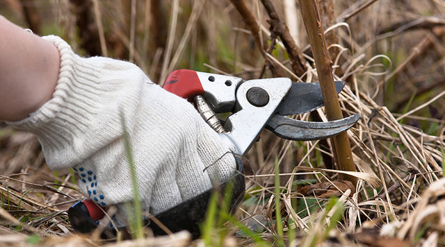 garden maintenance, pruning