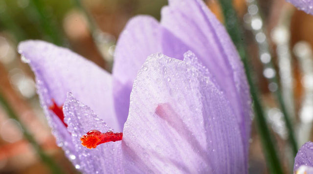 Saffron crocus covered in dew