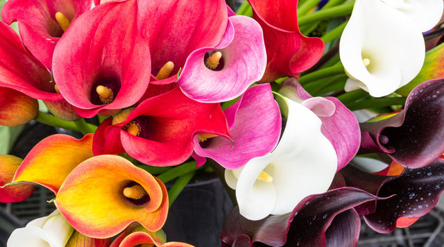 Calla lily blooms