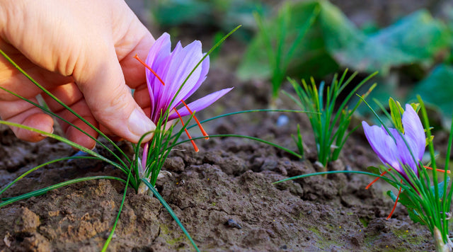 Person hand on purple saffron