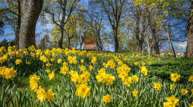 yellow daffodils spread out to fill a hillside