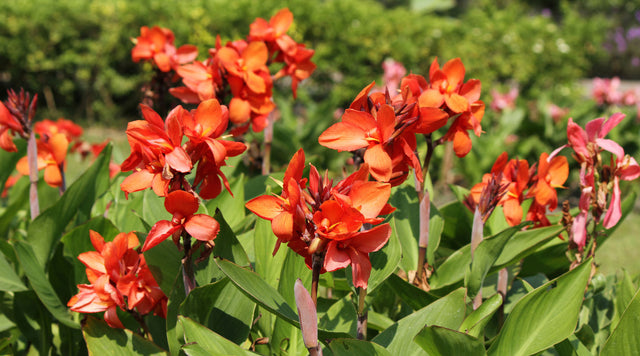 red canna flowers