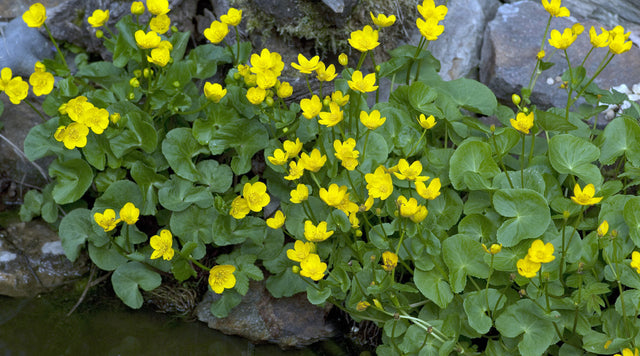 Marsh Marigold plant