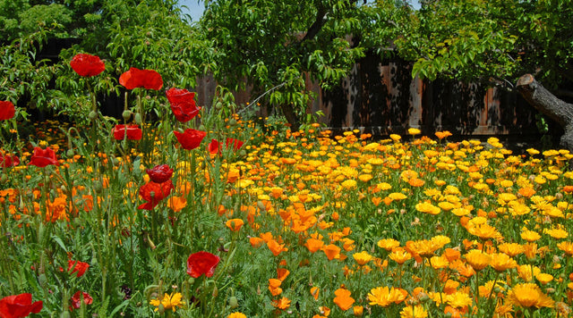 Calendula in wildflower meadow
