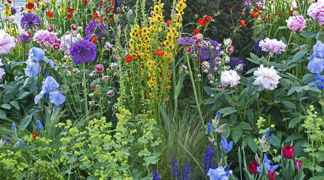 Garden with a variety of flowers