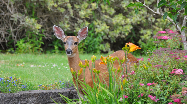 Deer In The Backyard Perennial Garden