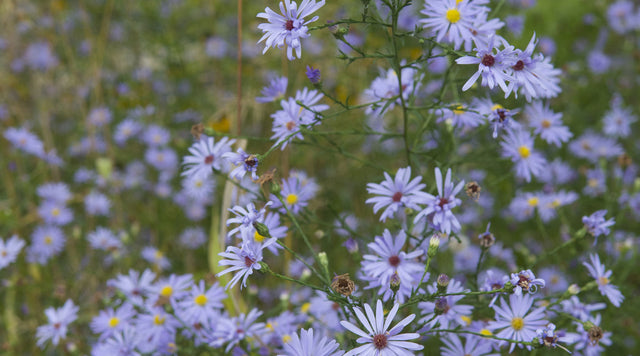 Sky Blue Aster flowers