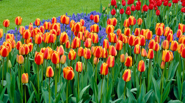 how to grow tulips simple steps