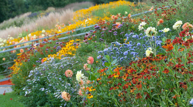 Perennial Garden in Summer Heat