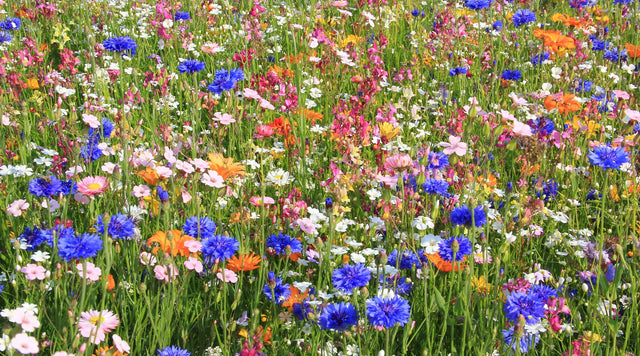 Field of wildflowers from Summer Spash Mix