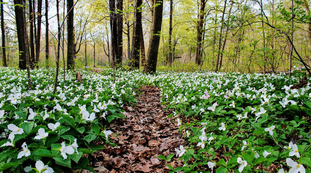 easy shade garden - trillium