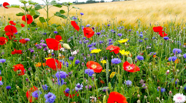Fall Maximum Wildflower Seed Mix