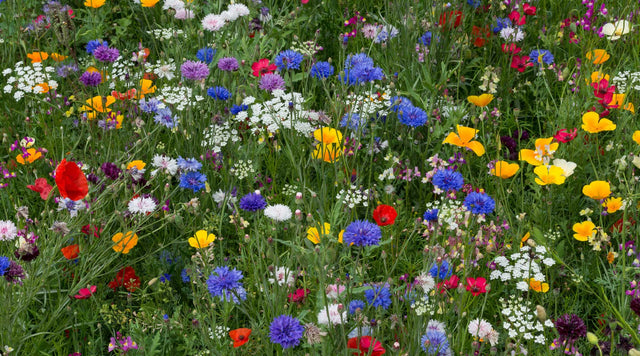 West Wildflower Seed Mix