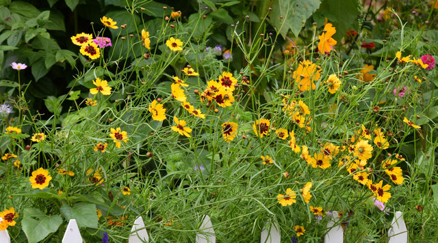 Wildflowers behind white fence