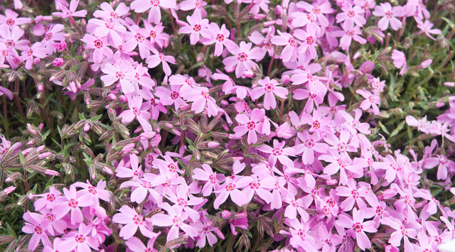 Woodland phlox flowers
