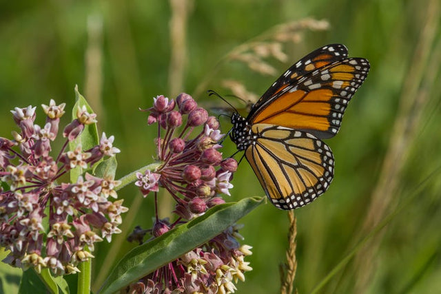 Pollinator Plants & Garden Design Ideas For Every Outdoor Space