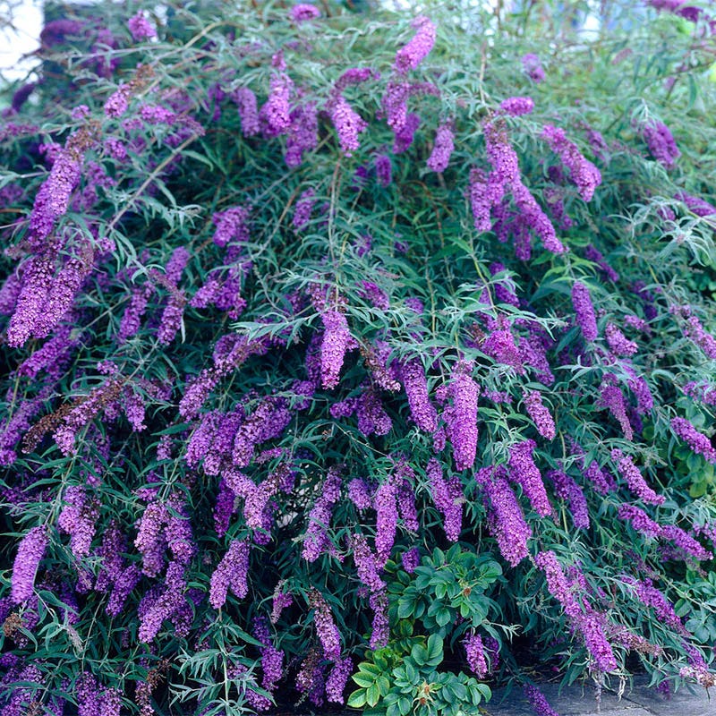 Butterfly Bush | Buddleia Plants for Pollinator Gardens
