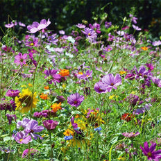 Wildflower Seed Mixtures