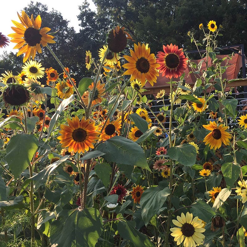 Sunflower Wildflower Seeds for Sale | Sunflower Seeds for Planting