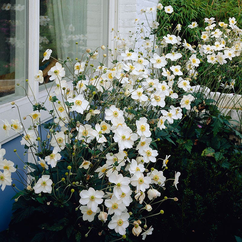 Perennial Anemone Flowers for Sale | Low-Maintenance Plants