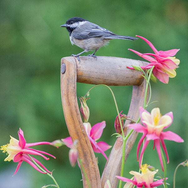 Perennials to Attract Birds | Natural Food & Shelter